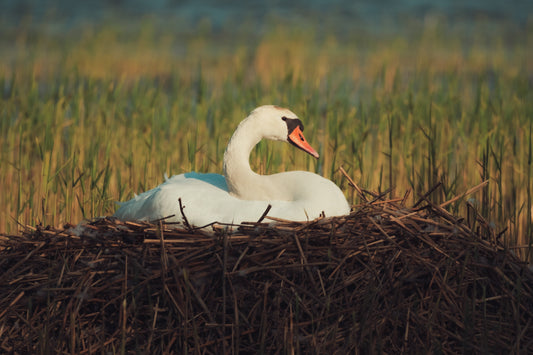 Wildlife Photography in Helsinki: Lammassaari